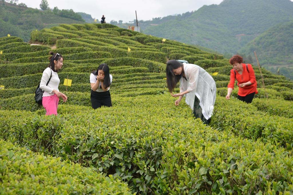 西鄉(xiāng)茶葉櫻桃采摘文旅活動(dòng)盛大啟動(dòng) 萬名游客共赴田園盛宴體驗(yàn)采摘樂趣